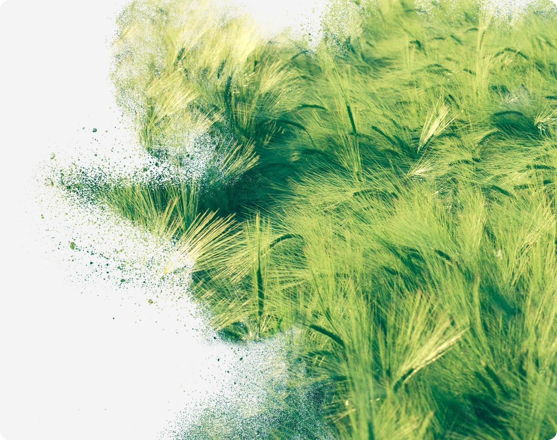 Grüne Getreideähren gehen grafisch in eine feine Partikel- oder Pulverwolke über und bilden eine visuelle Verbindung zwischen Natur und industrieller Verarbeitung